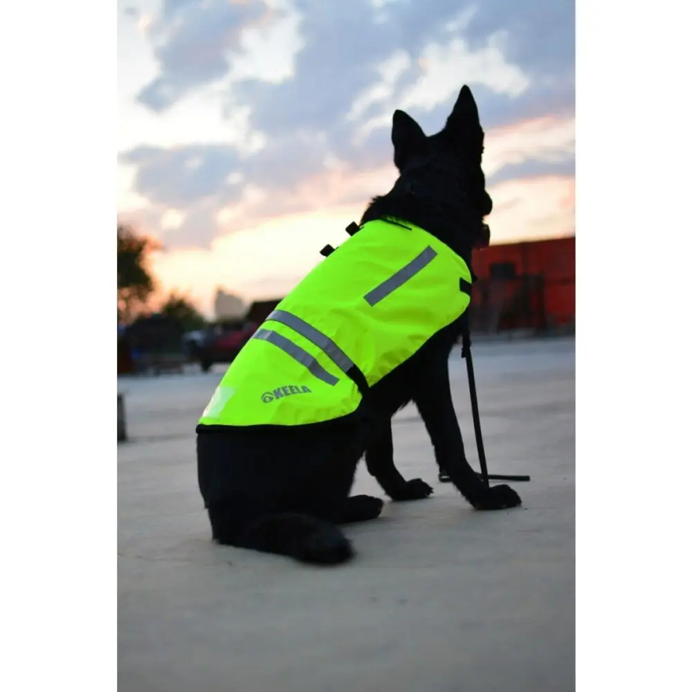 Hivis Dog Coat - Image 3